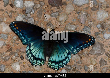 Pezzata di rosso porpora, Limenitis arthemis Astianatte, fango-copertura Foto Stock