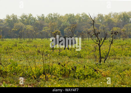 La GNU/Wildebeest di Cookson (Connochaetes gnou cooksonni) nelle pianure di Busanga. Parco nazionale di Kafue. Zambia Foto Stock