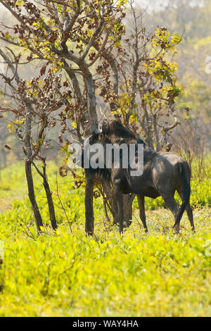 La GNU/Wildebeest di Cookson (Connochaetes gnou cooksonni) nelle pianure di Busanga. Parco nazionale di Kafue. Zambia Foto Stock