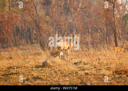 Lichtenstein's hartebeest (Alcelaphus lichtensteini), e (Oribi Ourebia ourebi). Parco Nazionale di Kafue. Zambia Foto Stock