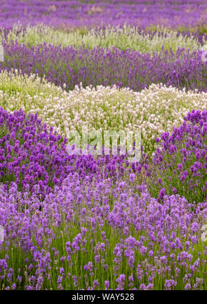 Campi di lavanda in Snowshill Fattoria di Lavanda in Cotswolds vicino a Broadway Foto Stock