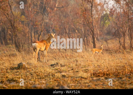 Lichtenstein's hartebeest (Alcelaphus lichtensteini), e del maschio (Oribi Ourebia ourebi). Parco Nazionale di Kafue. Zambia Foto Stock