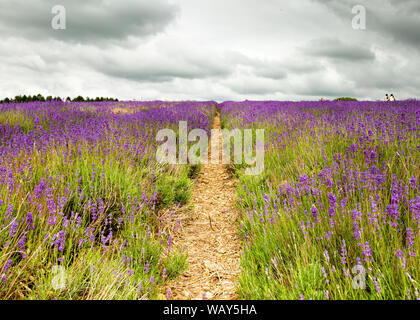 Campi di lavanda in Snowshill Fattoria di Lavanda in Cotswolds vicino a Broadway Foto Stock