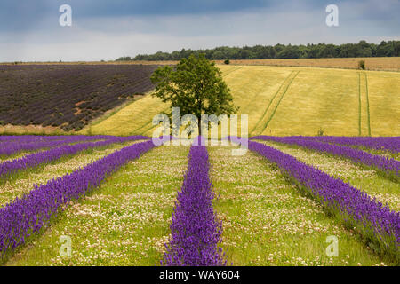 Campi di lavanda in Snowshill Fattoria di Lavanda in Cotswolds vicino a Broadway Foto Stock