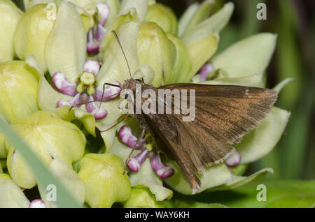 Confusa Cloudywing, Cecropterus confusis, nctaring dal latte verde, Asclepias viridis Foto Stock