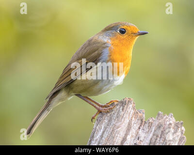 Unione red robin (Erithacus rubecula) arroccato su stick con luminosi back lit. La luce del mattino in giardino Foto Stock