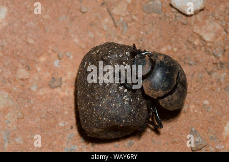 Dung Beetle, Melanocanthon nigricornis, Rolling Dung Ball Foto Stock