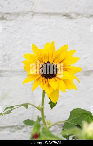 Helianthus annuus 'Musica Box'. Girasole 'Musica Box'. Foto Stock