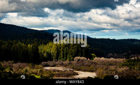 Hendy boschi parco Sate crescita Vecchia Foresta di Redwood in Mendocino Foto Stock