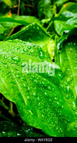 Foglie sotto la pioggia di estate. Foto Stock