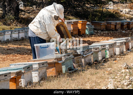 Lavoro apicoltore di raccogliere miele. Concetto di apicoltura. Foto Stock