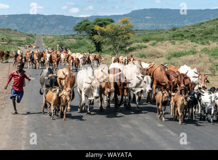 Esecuzione di boy mandrie di bestiame su strada Etiopia Foto Stock