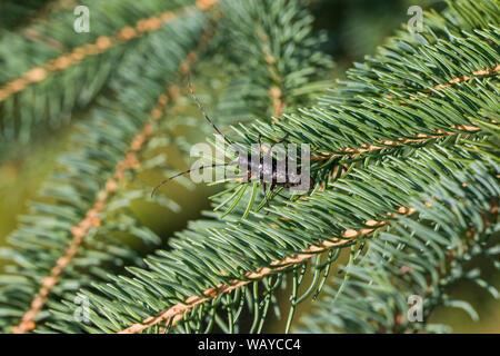 White-spotted sawyer o abete rosso sawyer (Monochamus scutellatus) Foto Stock