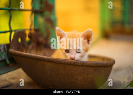 Ritratto di un simpatico lo zenzero gattino seduto in una ciotola arrugginito, cortile estivo Foto Stock