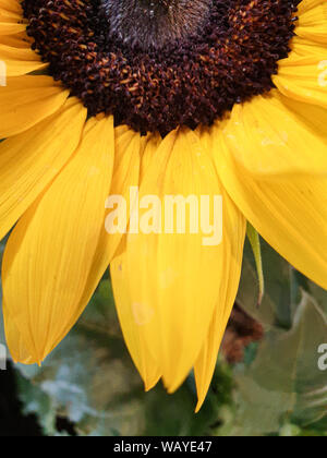 Close-up di una sezione di un bellissimo girasole al 2019 Federal Garden SHow di Heilbronn in Germania Foto Stock