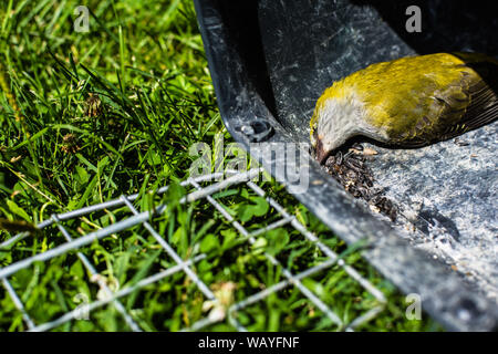 Eurasian rigogolo uccello morto (Oriolus oriolus) giacenti in gabbia aperta, animale concetto di libertà Foto Stock