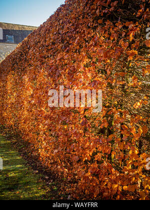 Beech hedge con foglie d'oro Foto Stock