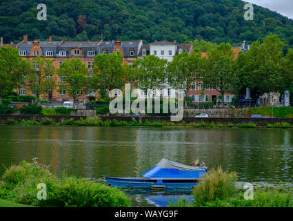 Due anatre stare su una barca sul fiume Neckar a Heidelberg, Germania, con la città sullo sfondo Foto Stock