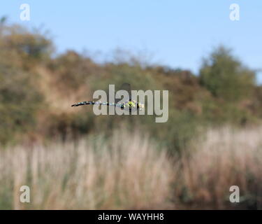 Dragonfly in bilico Foto Stock