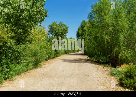 Sentiero sterrato con alberi e cielo blu Foto Stock