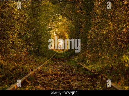 Il tunnel di amore, una verde e tunnel naturale formato da alberi lungo una linea ferroviaria in Obreja, Caras Severin contea, Romania Foto Stock