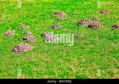 Molehill sul prato verde Foto Stock