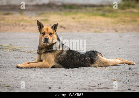 Agosto 26, 2019 è International Dog giorno. Ecco un cane cercando di battere il calore Foto Stock