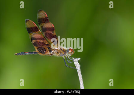 Halloween Pennant, Celithemis eponina Foto Stock