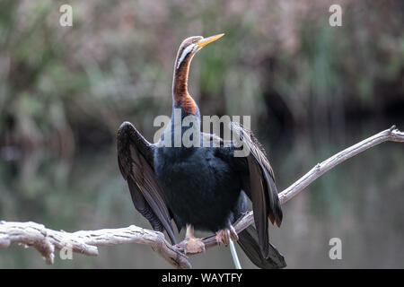 Australian Darter ali di essiccamento dopo la pesca Foto Stock