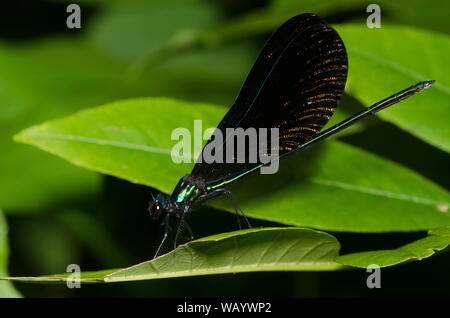 Ebano Jewelwing, Calopteryx maculata, maschio Foto Stock