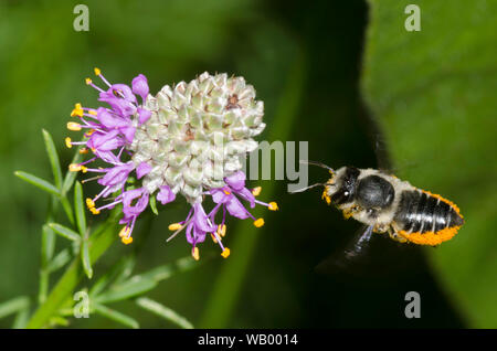 Flat-tailed foglia-Cutter Bee, Megachile mendica, in bilico in volo vicino viola Prairie trifoglio, Dalea purpurea