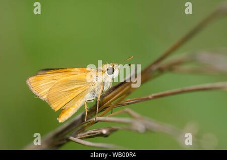 Delaware Skipper, Anatrytone logan Foto Stock