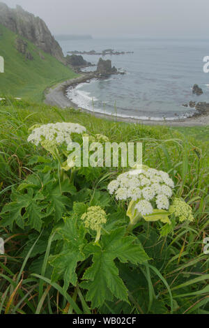 Mucca Pastinaca (Heracleum lanatum) e baia a ferro di cavallo, Adak Island, Aleutians, Alaska Foto Stock