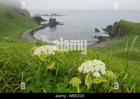 Mucca Pastinaca (Heracleum lanatum) e baia a ferro di cavallo, Adak Island, Aleutians, Alaska Foto Stock