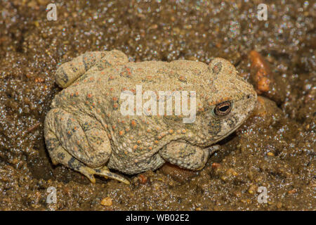 Tiny giovani Woodhouse's toad appena un pollice di lunghezza si trova lungo il litorale di Oriente prugna Creek, Castle Rock Colorado US. Foto scattata in agosto. Foto Stock