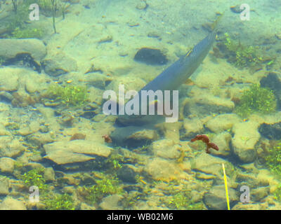 Close up di un cutthroat alimentazione trota in lago di trote a Yellowstone Foto Stock