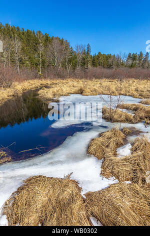 La stagione di transizione da inverno a molla in Wisconsin settentrionale. Foto Stock