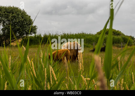 Fauna selvatica Paesaggio con buoi dell'isola di Langeoog nel nord Germania Foto Stock