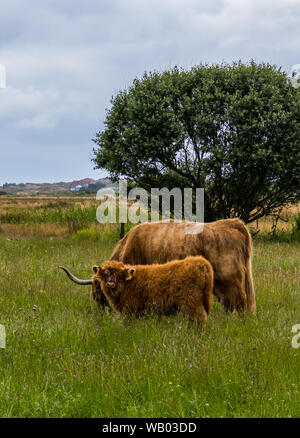 Fauna selvatica Paesaggio con buoi dell'isola di Langeoog nel nord Germania Foto Stock