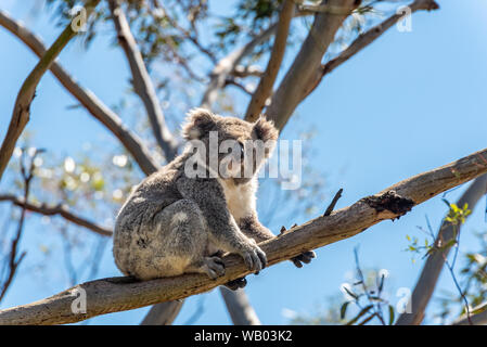 Il Koala di stare su un ramo di albero Foto Stock