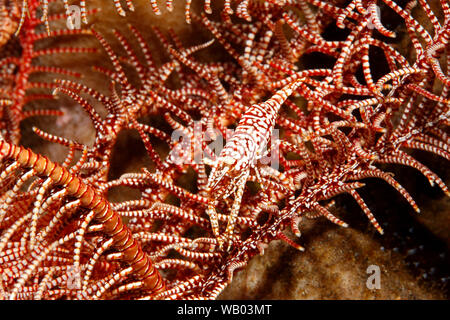 Red & White Leopard Crinoide gamberetti, Laomenes pardus. Tulamben, Bali, Indonesia. Mare di Bali, Oceano Indiano Foto Stock