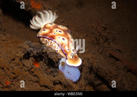 Nudibranch, Hypselodoris tryoni, mangiare con radula esteso. Precedentemente noto come Risbecia tryoni Tulamben, Bali, Indonesia. Mare di Bali, Oceano Indiano Foto Stock