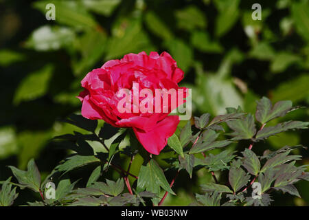 Struttura ad albero rosso peonia latino paeonia in fiore in primavera in Italia membro fiore di Indiana e dal paeoniaceae famiglia di piante che fiorisce in primavera in Italia Foto Stock