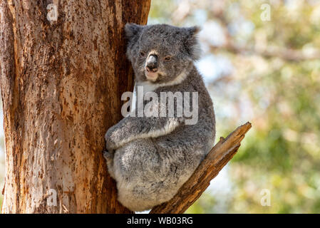 Il Koala di stare su un ramo di albero Foto Stock