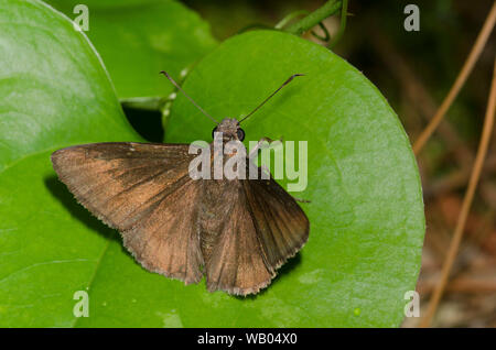 Northern Cloudywing, Cecropterus pylades, maschio Foto Stock