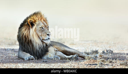 Maschio ritratto di Lion in appoggio all'ombra fissando in lontananza. Parco di Kgalagadi. Panthera leo Foto Stock