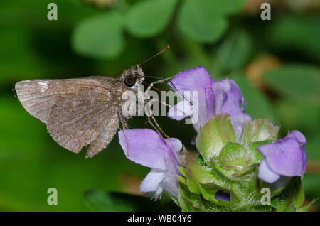 Comune, Roadside-Skipper Amblyscirtes vialis, nectaring dal comune con autocorrezione, prunella vulgaris Foto Stock