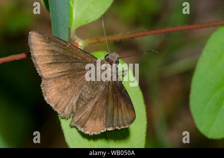 Northern Cloudywing, Cecropterus pylades, maschio Foto Stock