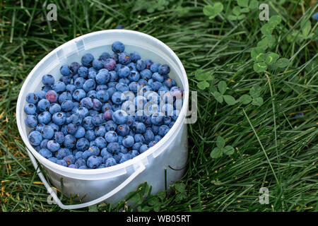 Grappolo di frutti di bosco in un secchio di erba Foto Stock