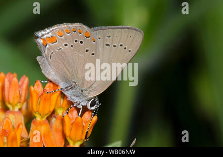 Coral Hairstreak, Satyrium tito, nectaring da orange milkweed, Asclepias tuberosa Foto Stock